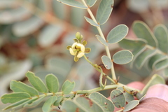 Cassia italica